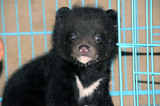 Во Владивостоке к дверям цирка подкинули новорожденного медвежонка