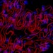 Исследователи выяснили, как можно замедлить старение организма