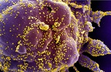 Биологи назвали новую версию появления коронавируса