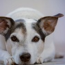 Исследователи обнаружили у собак способность «считать в уме»