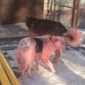 В Тюмени по улицам расхаживают ярко-розовые псы