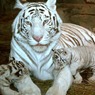 Крымские зоопарки "Тайган" и "Сказка" собираются в Европу