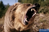 Медведь покусал туристку в Благовещенске