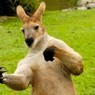Австралиец вступил в "боксерский" поединок с кенгуру, чтобы защитить своего пса