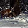 В Хабаровском крае впервые за десять лет прошла перепись тигров (ВИДЕО)