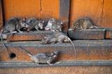 Роспотребнадзор: Крыс в Москве больше, чем людей