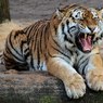 Амурским тиграм не понравился шпионивший за ними квадрокоптер
