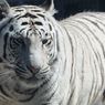 Голубоглазый блондин Маркиз обворожил двух местных тигриц во владивостокском зоопарке