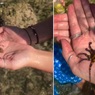 Женщина поиграла с осьминогом и проплакала три часа, узнав о смертельной опасности