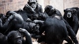 Шимпанзе умеют дружить и доверять друг другу подобно людям