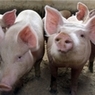 Ученые утверждают, что свиньи умнее собак и обезьян