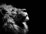 В Зимбабве ищут убийцу льва Сесила — национального символа