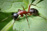 Почему муравьи-одиночки живут не более недели