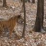 Дружба с тигром Амуром может довести козла Тимура до ожирения