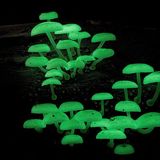 Ученые заставили грибы лучиться всеми цветами радуги