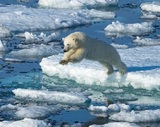 Играющие на тонком льду белые медведи рядом с чукотским поселком попали на видео
