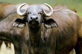 Индийская буйволятина появится на российских прилавках в ближайшие месяцы