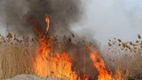 МЧС: Причиной пожара в Астраханском заповеднике мог стать поджог