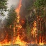 В Забайкалье площадь лесных пожаров превысила сотню тыс гектаров