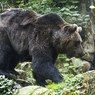 В Якутии в результате нападения медведя пропал геолог