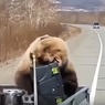 На Камчатке медведь украл у охотников холодильник