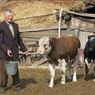 Медведев хочет лимитировать поголовье скота в личных хозяйствах