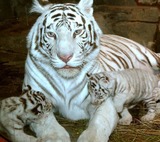 Крымские зоопарки "Тайган" и "Сказка" собираются в Европу