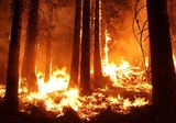 Красноярский губернатор назвал тушение лесных пожаров бессмысленным занятием