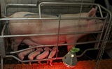 Съевшую арестованную свинью жительницу Приморья будут судить