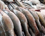 Россельхознадзор завернул две крупные рыбные партии из Украины