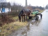 Украинского милиционера казнили, привязав к телеге с лошадьми