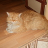 Во Владивостоке нашелся хозяин для кота-гурмана (ВИДЕО)