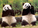 Кунг-фу панды устроили групповое побоище в зоопарке (ВИДЕО)