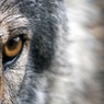 Волки заботятся о стае уже 1,3 миллиона лет