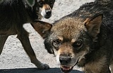 Стая бродячих собак загрызла пожилую москвичку