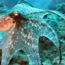 Океанологи обнаружили в Тихом океане «осьминога-привидение»