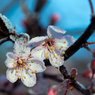 Обновленный "Дендрарий" в Сочи  встречает цветущей сакурой