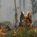 В Бурятии ввели режим ЧС из-за лесных пожаров