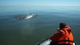 У берегов Японии пассажирское судно получило пробоину в столкновении с китом