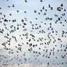 «Пьяные» птицы стали причиной многокилометровой пробки на австрийской трассе