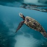 Учёные предупредили о новой скрытой угрозе для жизни океана
