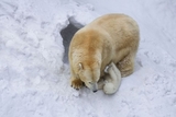 В германском зоопарке белая медведица съела детеныша от сородича из России
