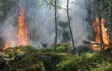 В Рязанской области ввели режим ЧС из-за пожаров