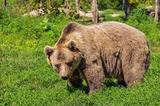 В Красноярском крае на рабочих напал медведь